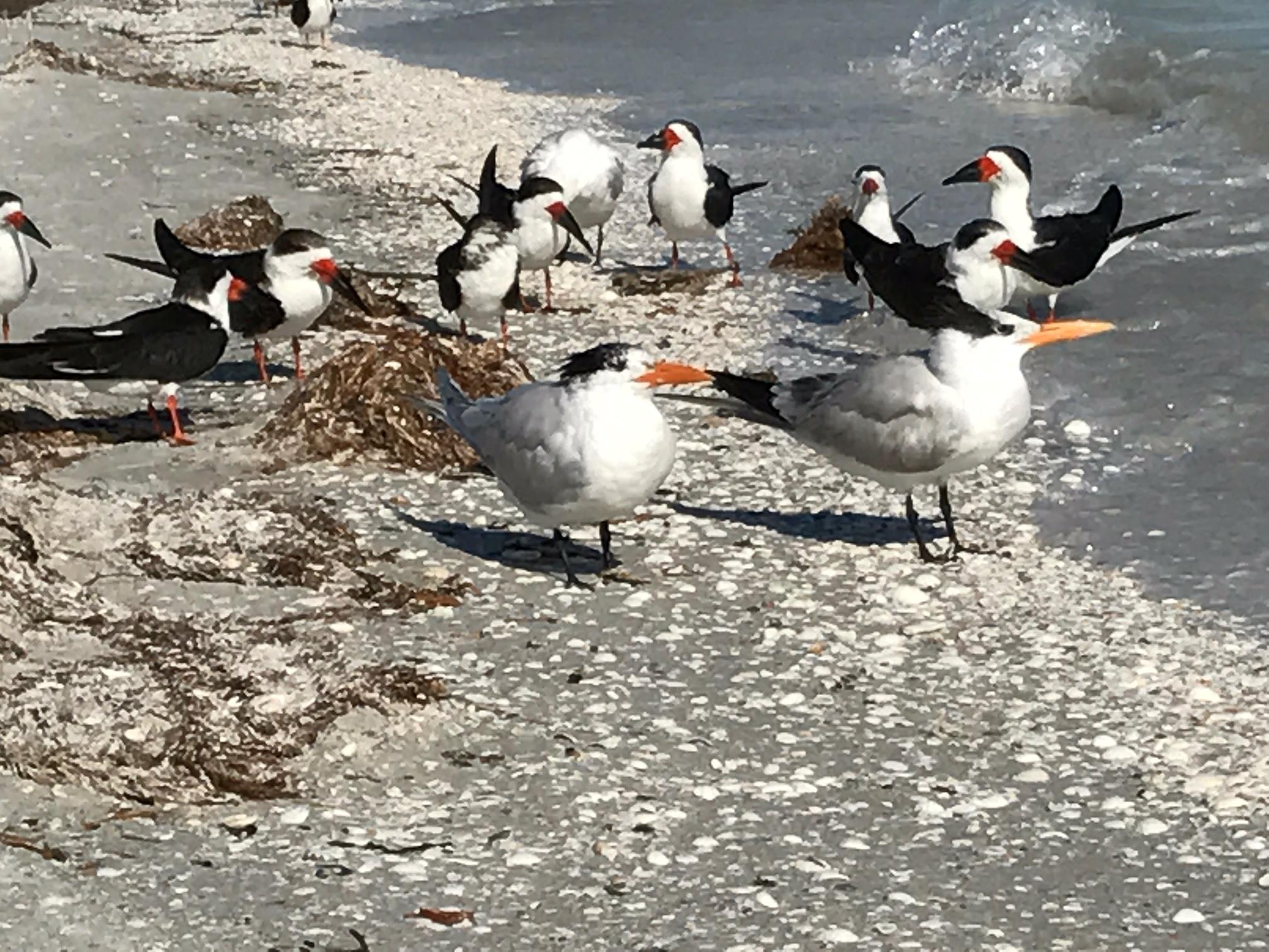 Birds of Sanible Island, Periwinkle Cottages